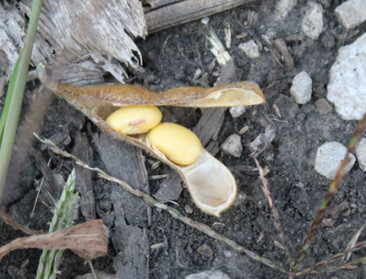 "Importsoja vervangen maar met oog voor eiwitkwaliteit"