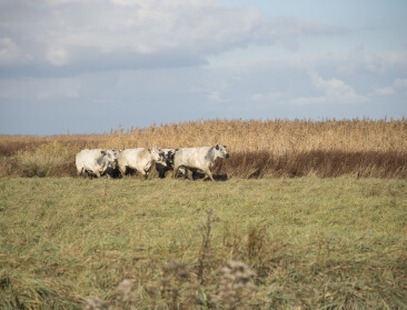 Koeien mogen Verdronken Land van Saeftinghe niet op wegens olievervuiling