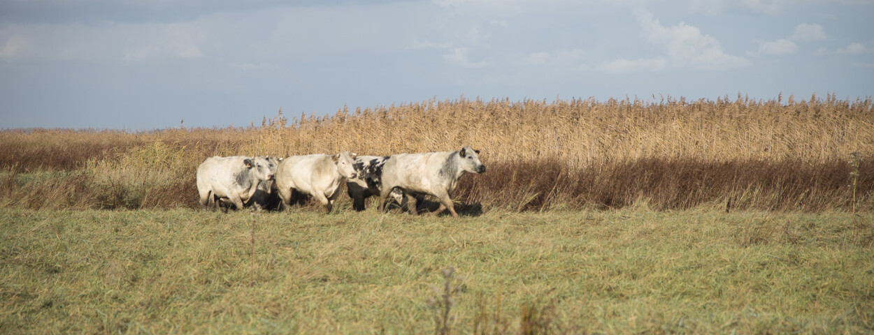 saeftinghe koeien wildbegrazing