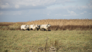 Koeien mogen Verdronken Land van Saeftinghe niet op wegens olievervuiling