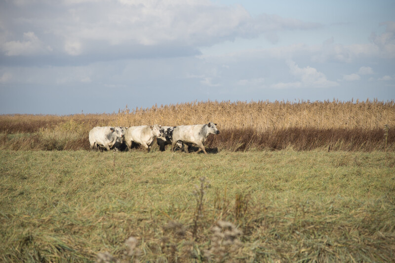 saeftinghe koeien wildbegrazing