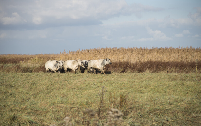 Koeien mogen Verdronken Land van Saeftinghe niet op wegens olievervuiling