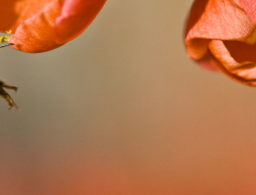 Britten lanceren nationaal plan voor bestuivers