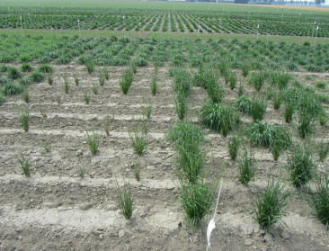 "Fraude met graszaad is wijd verspreid"