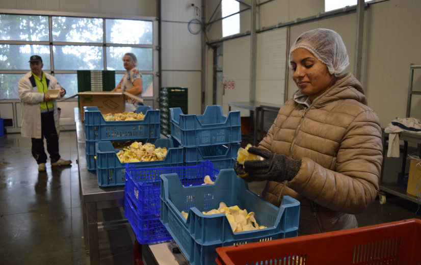 Oesterzwamkwekerij Kromme Boom maakt 'de biefstuk van de groentjes’