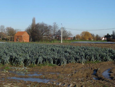 Prei bezorgt REO Veiling in Roeselare mincijfers