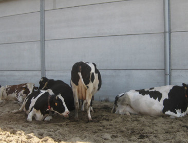 Aantal meldingen over dierenleed opnieuw gestegen