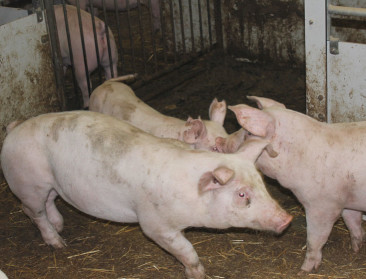 Europees Parlement maakt crisisreserve landbouw groter