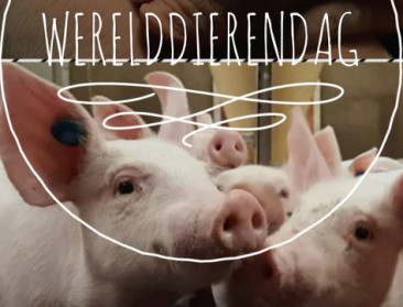Hoe werd Werelddierendag op 4 oktober gevierd?