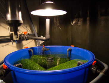 Biomerker gevonden die stress bij vissen blootlegt