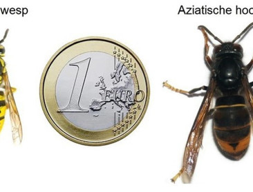 Kijk jij mee uit naar de Aziatische hoornaar?