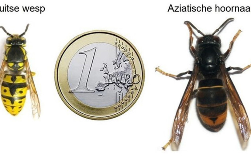 Kijk jij mee uit naar de Aziatische hoornaar?