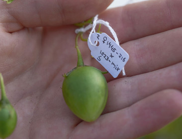 Staat aardappelteelt voor revolutie?