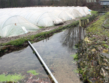 Veldverkenners brengt teelt van waterkers in beeld