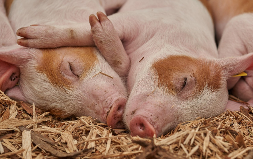 Zowel varkens- als rundveestapel blijft afnemen in 2025