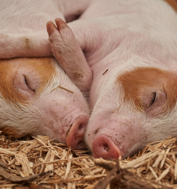 Zowel varkens- als rundveestapel blijft afnemen in 2025