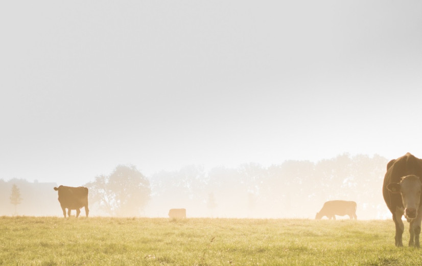 Landbouw in het Vlaamse regeerakkoord: Veel beloftes, (nog) weinig concrete actie