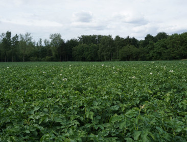 FAVV monitort aardappelvelden op schadelijke insecten 