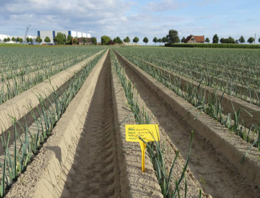 Verhoopte verbetering van groentecontracten blijft uit
