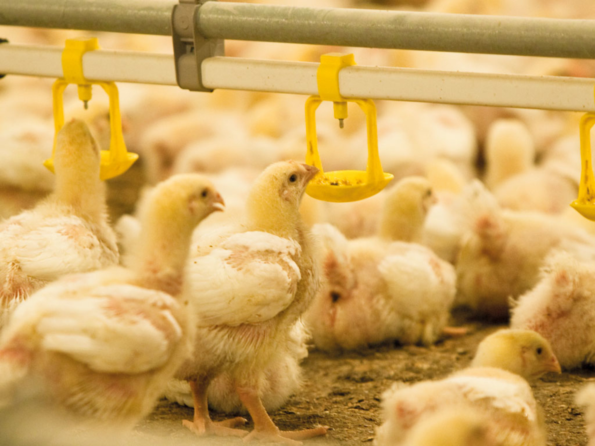 Webinar: Naar een pluimveehouderij met een lager antibioticagebruik