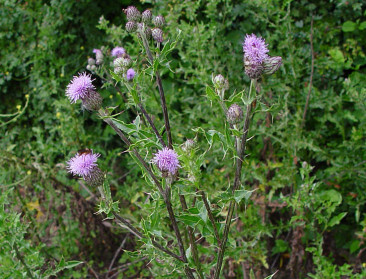 Natuurpunt en sp.a hekelen "heksenjacht" op distels