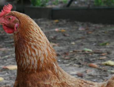 In de provincie Luxemburg duikt geval van vogelgriep op
