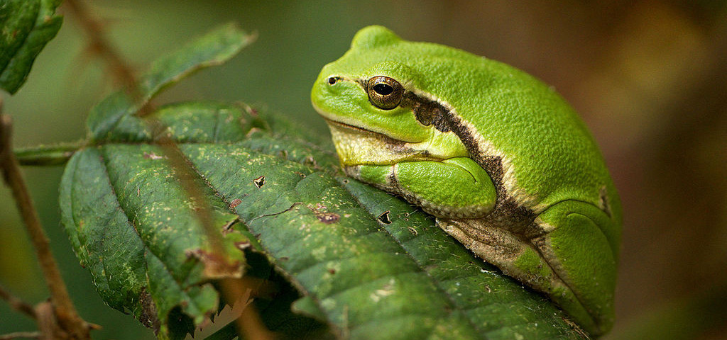 European_Tree_Frog_(Hyla_arborea),_Province_Limburg,_Belgium_Frank Vassen