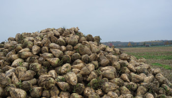 Wordt de suikerbiet de nieuwe bron van drinkwater in Vlaams-Brabant?