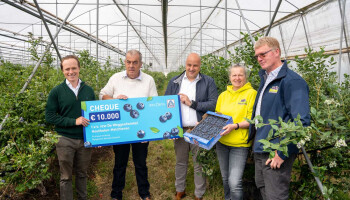 Aldi gaat aan de haal met eerste Vlaamse bessen
