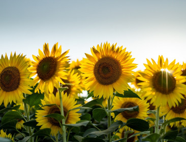 Zonnebloemstengels als oplossing voor zoutstress in gewassen