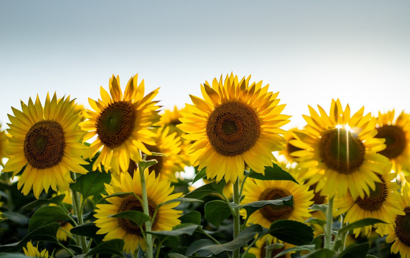 Zonnebloemstengels als oplossing voor zoutstress in gewassen