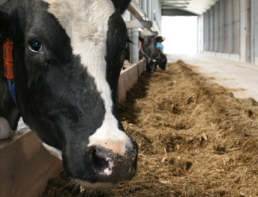 Belgisch FCA-veevoeder voor Nederlandse melkveehouderij