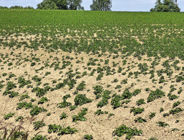NEPG: "Risico voor aardappeltelers is nog nooit zo groot geweest"