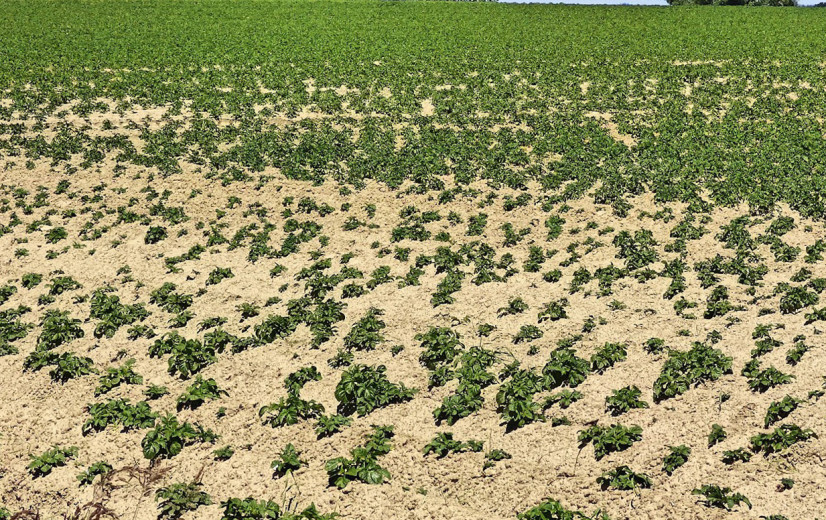 NEPG: "Risico voor aardappeltelers is nog nooit zo groot geweest"