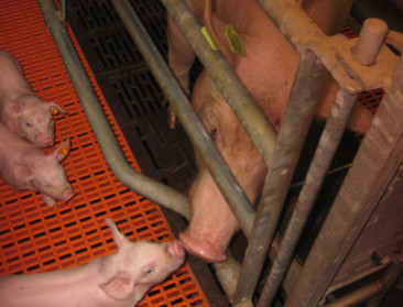 Meer zeugen- dan vleesvarkenshouders hebben opvolger