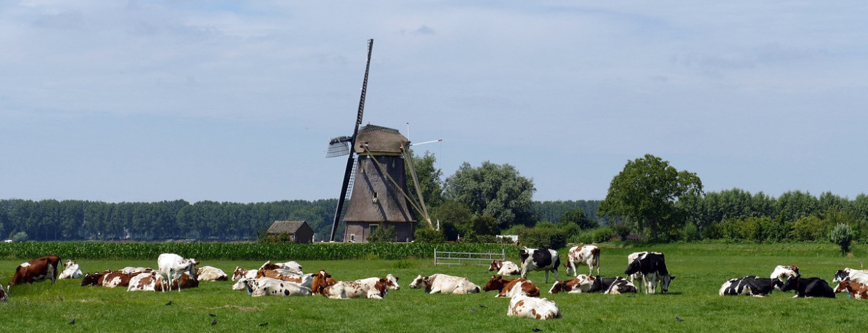 nederlandveeteeltweidemolen