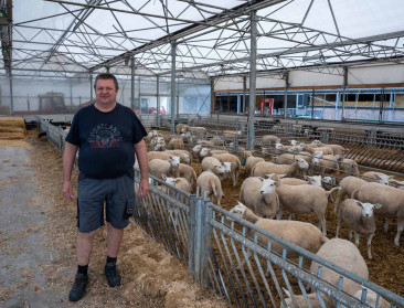 Vlaamse schapenhouders houden adem in bij dodelijk blauwtongvirus
