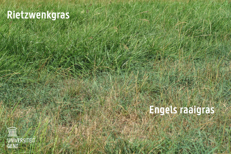 rietzwenkgras-versus-engels-raaigras-droogte_UGent