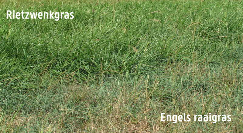 rietzwenkgras-versus-engels-raaigras-droogte_UGent