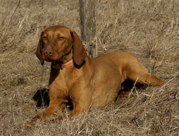 "Jagers weten perfect waar ze mee bezig zijn"