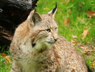 Na wolven lijken ook lynxen op weg naar België
