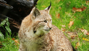 Lynx duikt op in Voeren
