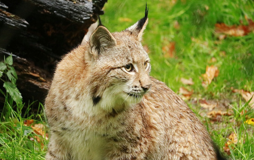 Na wolven lijken ook lynxen op weg naar België