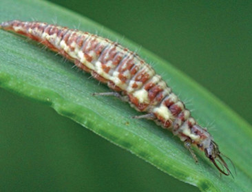 "Biodiversiteit en opbrengst kunnen perfect hand in hand gaan"