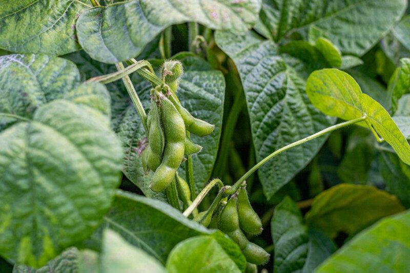Boni+-+Edamame+teelt_1578