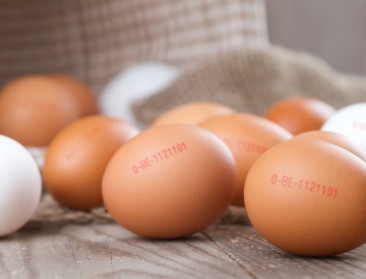 Vlaanderen neemt controle op eieren in handen