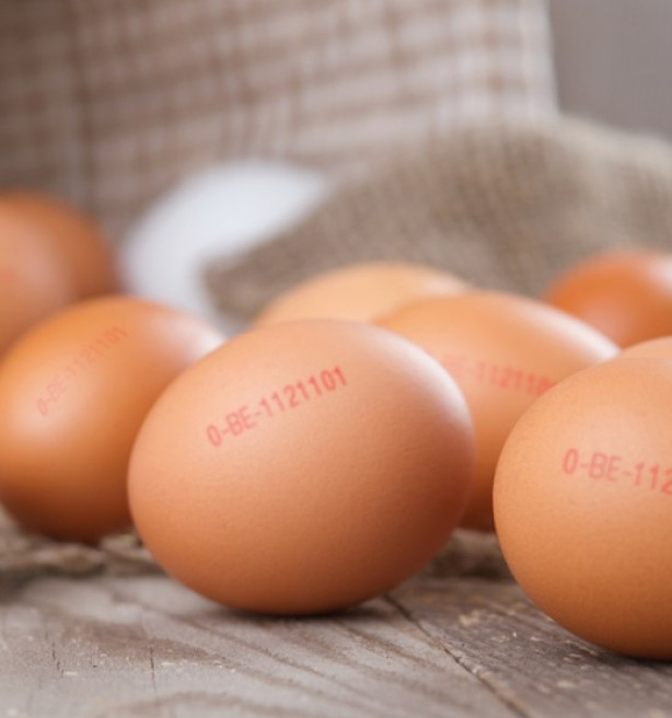 Oekraïense batterij-eieren als bio verkopen, het kan nog steeds: Landsbond Pluimvee laakt beperkte invoering stempelplicht