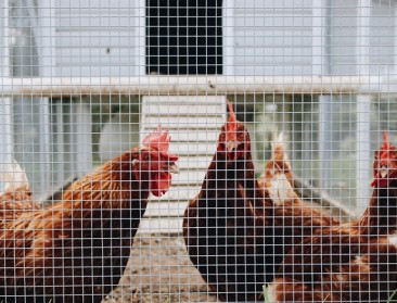 Derde vogelgriepbesmetting in Luik, alle pluimvee-events afgeschaft