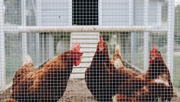 Derde vogelgriepbesmetting in Luik, alle pluimvee-events afgeschaft