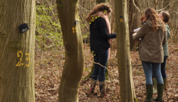 Ruim één op de vijf bosbomen in Vlaanderen beschadigd